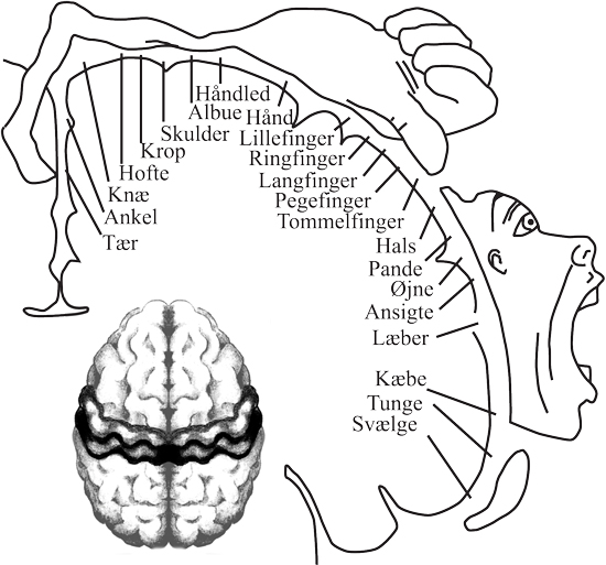 homunculus_og_hjerne_dansk