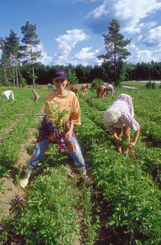 Karma Yoga in fields
